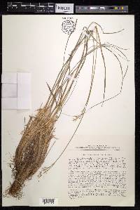 Festuca sibirica image