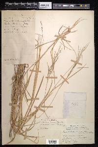 Eriochloa procera image