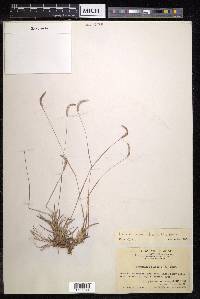 Eremochloa ciliaris image