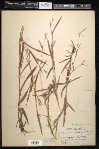 Hackelochloa granularis image