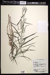 Muhlenbergia japonica image