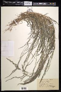 Muhlenbergia japonica image