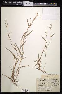 Hackelochloa granularis image