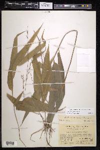 Lophatherum gracile image