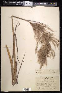 Miscanthus floridulus image
