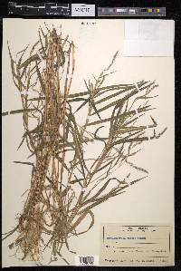 Muhlenbergia ramosa image