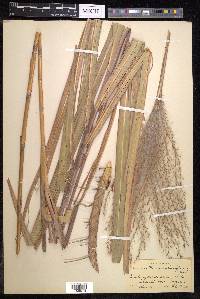 Miscanthus sacchariflorus image