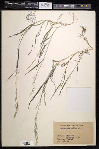 Muhlenbergia japonica image