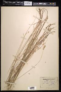 Melica ciliata image