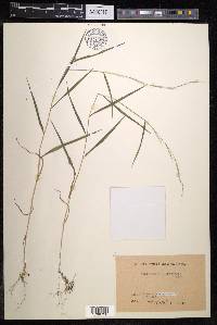 Muhlenbergia hakonensis image