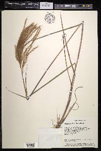 Miscanthus nepalensis image