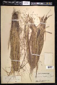 Panicum curviflorum image