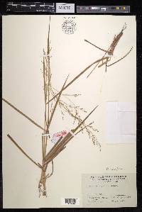 Panicum curviflorum image