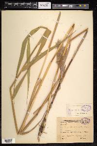 Phragmites australis image