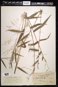 Pennisetum montanum image