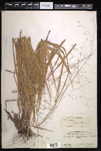 Panicum curviflorum image