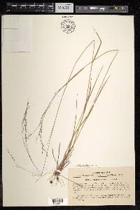 Piptatherum virescens image