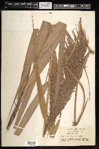 Phragmites japonicus image