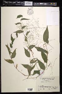 Panicum brevifolium image