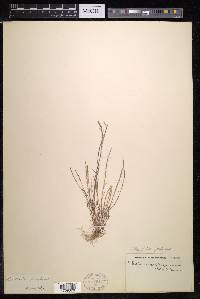 Parapholis filiformis image