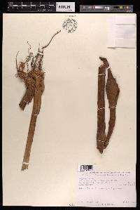 Aframomum alpinum image