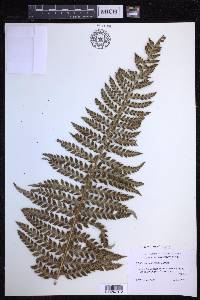 Polystichum hillebrandii image