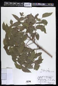 Swietenia humilis image