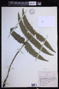 Dryopteris fuscoatra image