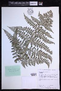 Dryopteris glabra image