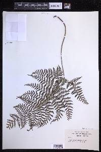 Dryopteris glabra image