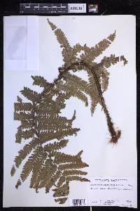 Dryopteris fuscoatra image