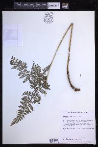 Dryopteris glabra image