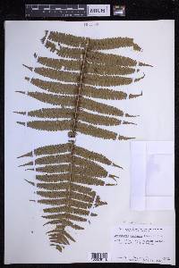 Dryopteris wallichiana image