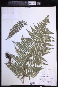 Dryopteris hawaiiensis image