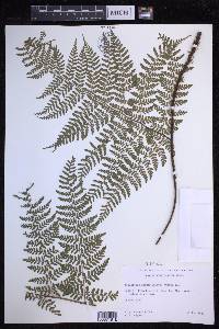 Dryopteris glabra image