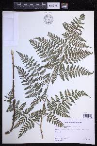 Dryopteris glabra image