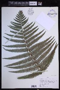 Dryopteris fuscoatra image