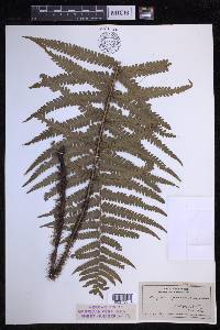 Dryopteris fuscoatra image