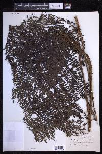 Dryopteris unidentata image
