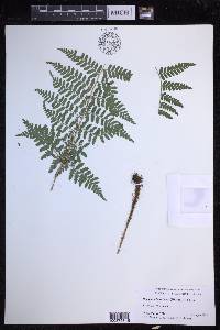 Dryopteris hawaiiensis image