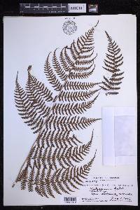 Dryopteris unidentata image