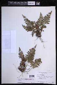 Dryopteris glabra image