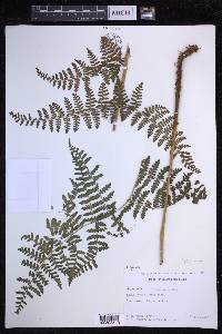 Dryopteris alboviridis image