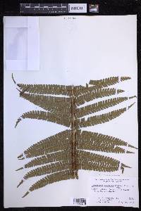 Dryopteris wallichiana image