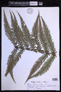 Dryopteris fuscoatra image