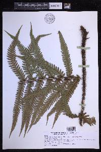 Dryopteris fuscoatra image