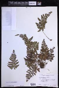 Dryopteris glabra image