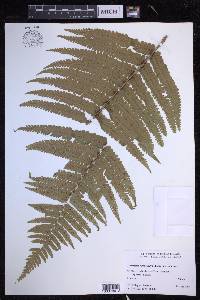 Dryopteris fuscoatra image