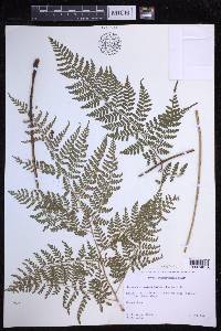 Dryopteris glabra image