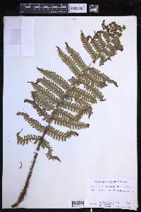 Dryopteris fuscoatra image